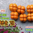 한국자생종 산감 명:행운 감-럭키 퍼시먼-Lucky persimmon 녹지접-綠枝接 주작원 유튜브 영상 공유 이미지