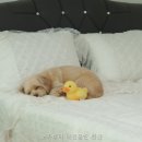 노라부러