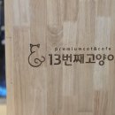 13번째고양이