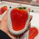 뉴플랜여성의원 | 임신 10-11주차 기록｜서브병원 방문 (뉴서울여성의원) 쑥쑥 잘 자라고 있는 홀리