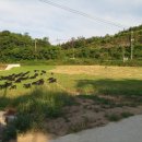 향림동산(흑염소농장) 네이버블로그