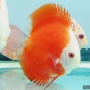 케이포닉스 이미지