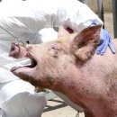 파주양돈단지(3) 이미지