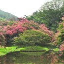 ＜담양 역사기행 미리보기＞ ㅡ 4. 한폭의 수채화... 배롱꽃 만발한 담양 명옥헌원림 이미지