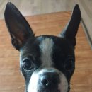 더샵 동물병원 이미지