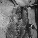 강내동물병원 이미지