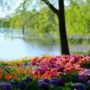 [포토] 1억 송이 꽃밭 ‘2025 고양국제꽃박람회’ 개최 이미지