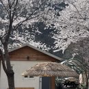 춘양로 | 춘천 계곡 물놀이 벚꽃뷰 인연가셀프바베큐장 후기