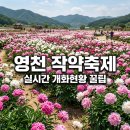 화산면행정복지센터 | 2026 영천 작약축제 실시간 개화현황과 주차 꿀팁 3가지