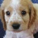 꼬꼬마 강아지 이미지