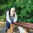 스낵코리아 | 세바코리아 펠리웨이 해피스낵 사용 후기