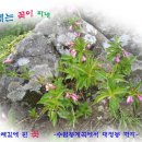 오세암 봉정암 순례길 따라 피어난 꽃들 (설악산의 야생화)...(1) 이미지