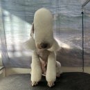 븜프그루밍 이미지