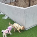 위드멍 애견유치원 이미지