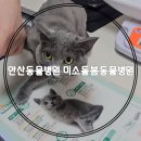 미소돌봄동물병원 이미지