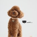 해리애견 이미지