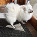 안녕, 댕댕이 이미지