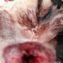 송정동물메디컬센터 이미지