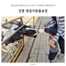 강원사료 | 강릉 쌍둥이동물농장 젖소 우유주기 사료체험 30개월 방문후기