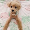 그루밍125 네이버블로그