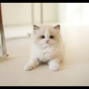 아담스펫 강아지분양 고양이분양 강남점 이미지