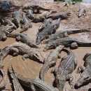 악어상사 이미지