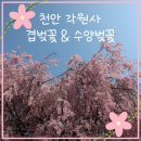 상암 | [천안여행]천안 각원사 겹벚꽃&amp;수양벚꽃 4월 만개 후기 (+다양한 포토존 )