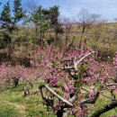 이명숙 청마루 이미지