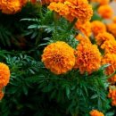 메리골드 이미지