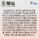 콩깍지 이미지