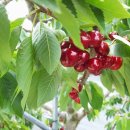 초이농장 이미지