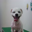 세인트동물병원 이미지