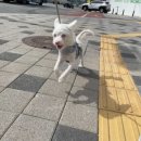 털로 덮인 친구들 인천검단점 이미지