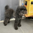 리리네 펫살롱 이미지