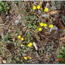 구례장씨선덕비각 이미지