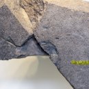 국제성서박물관 | [구약성서배경사] 다윗 왕조는 실제로 존재했을까?