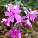 지면패랭이꽃[꽃잔디,Phlox subulata] 이미지