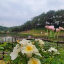 남문중학교 | 울산대공원 2025년 장미축제(25.5.21~25)25.5.16일 미리 방문후기