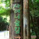 제주도 사려니숲길 제주 명소 한라산 둘레길 이미지