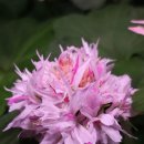 캣츠나비 이미지