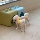 김해애견호텔 강아지유치원 맘바이 김해점 이미지