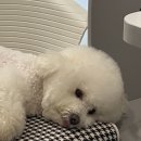 노라도라 이미지