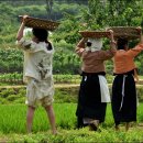 장뜰두레놀이 이미지