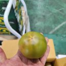 부산 찰토마토&amp;흑대추방울토마토 &amp;국내산 블루베리 특가판매!!!! 이미지