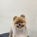 아미고 펫살롱 이미지