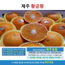 (제주옥림) 제주 황금향 5Kg (원하시는 크기로 배송) 제주 감귤체험 농장 제주옥림 이미지