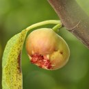 김용수농장 이미지