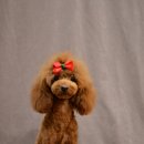 제니엔 코코 펫 이미지