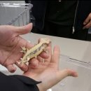 홈즈 동물병원 | # 반려 동물 _ 파충류 크레스티드 게코 솔리드 레드 릴리 재입양 후기 일지 기록