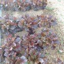 현대대우경로당 이미지